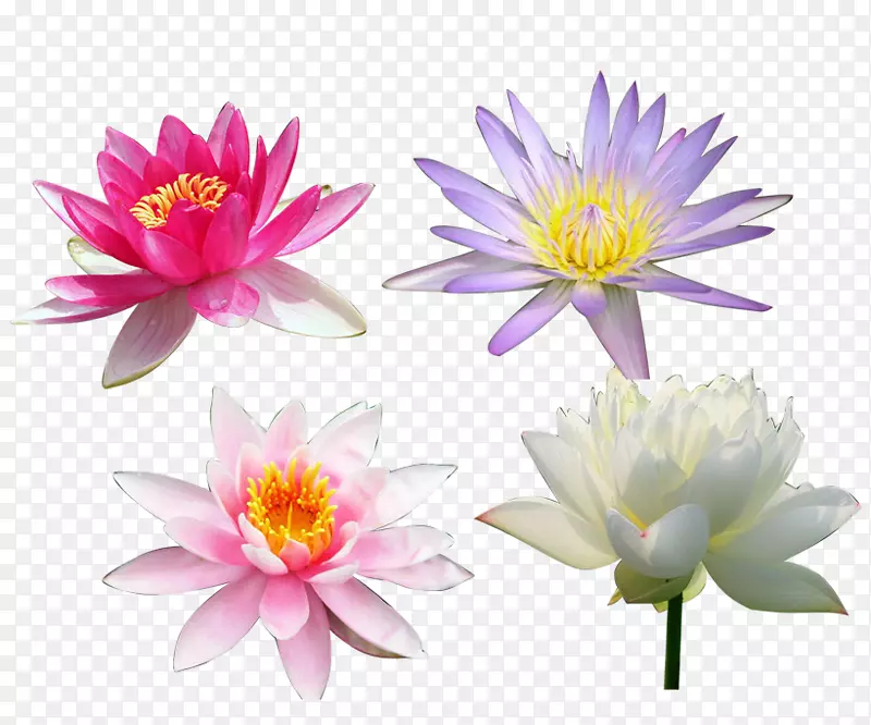 Nelumbo nucifera-�Ļ�����-������