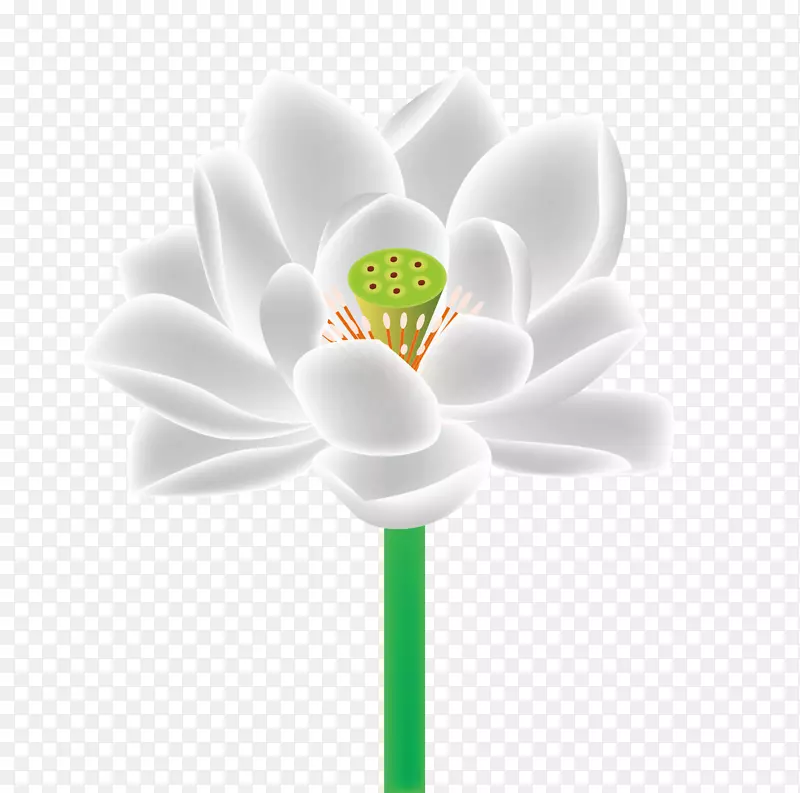 ��������뿪��ֲ����Ա�ֽ������-������