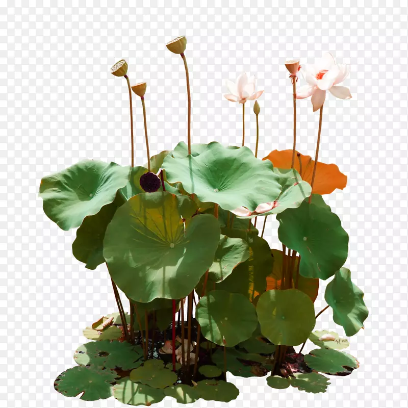 Nelumbo nucifera������.��ɫ����װ��ͼ��-������