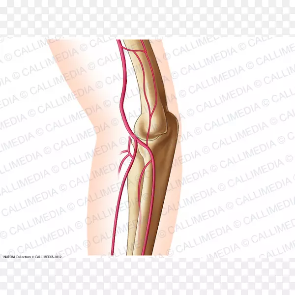 Ĵָ�μ����-������