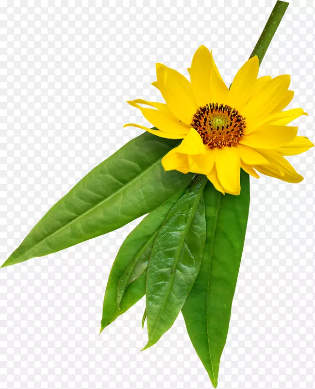 �������˹�˾-������