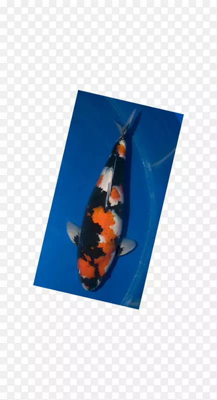 ����-������