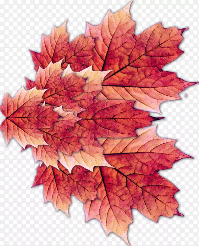 �������������ɶ�-����-������