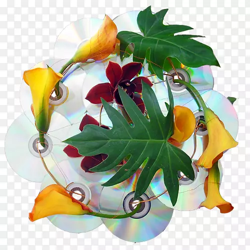 �������ֲ�ﻨ��Ҷ���-������