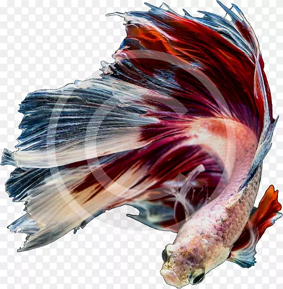 ˮ����ȴ�������-������