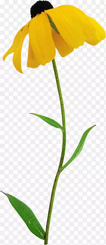 ����ֲ��Ҷ��-������