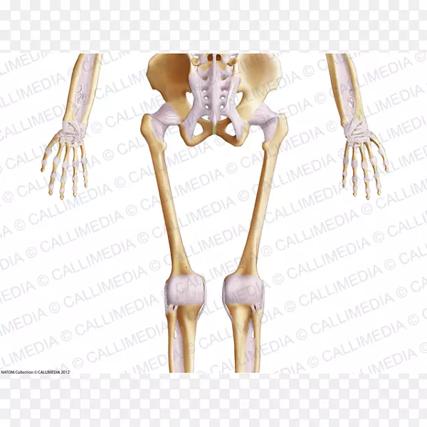 ��ָ��������粿�������-������