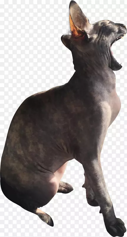 è����ֳ����è-������