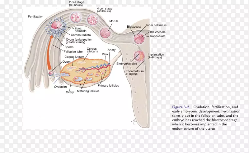 ��ͼ�°����-������