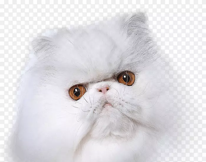 Ӣ���볤ë���ö�ëèëϴ��ˮ-�������-������