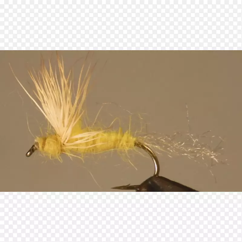 �����˹�Ӭ-������