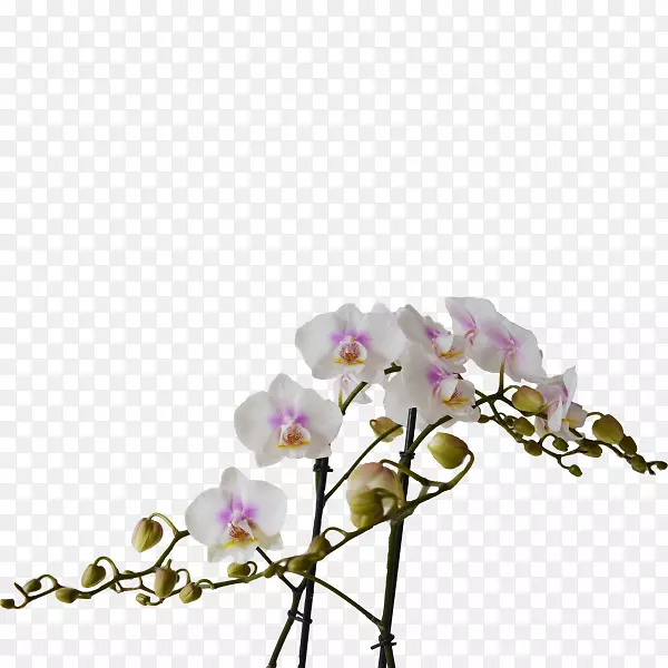 �ɶ����л��������ֲ�ﾥ��-������