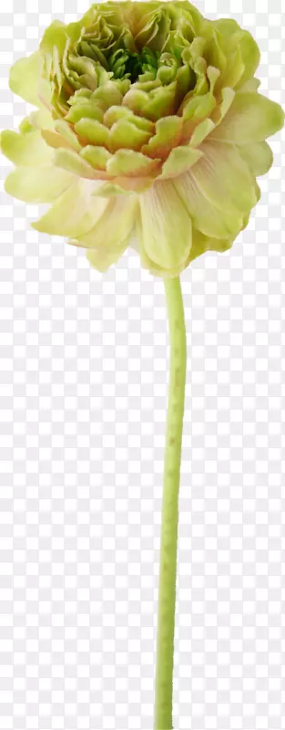 �л�������ֲ�ﾥ������-����-������