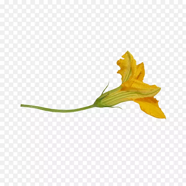 ���꿪��ֲ��Ҷ��Ҷ-������