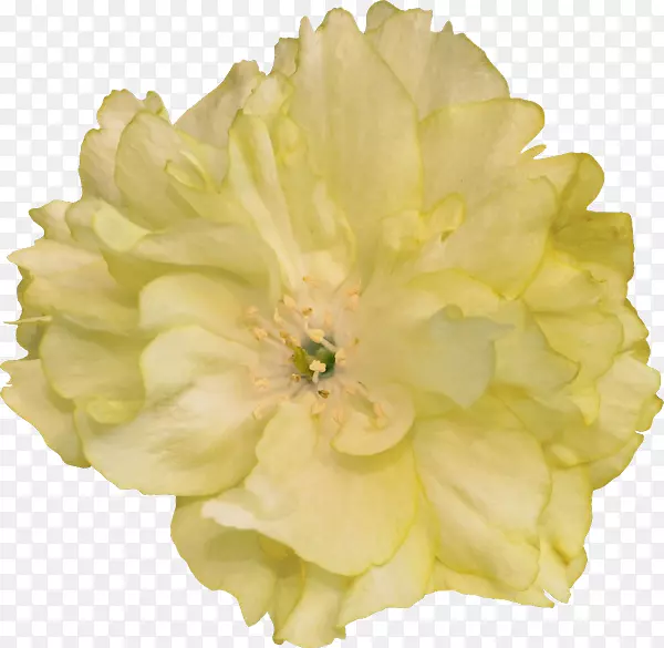 ���벩�ͼ��������ֽ-NANASCAR-������