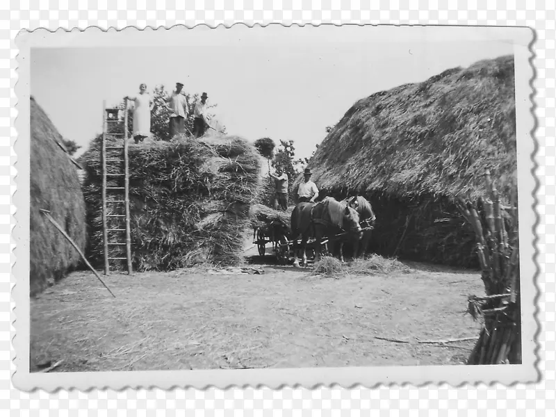 ��Ӱ�����ο�-������