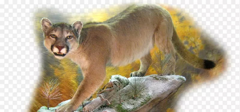 �׽�Ұ�������������ϴ�˹�Ĵ����Ǻ���Ĵ�����-������