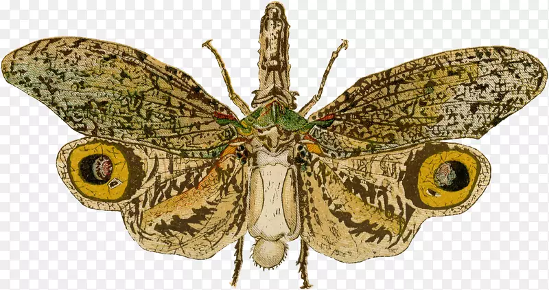 ë���׵����-������