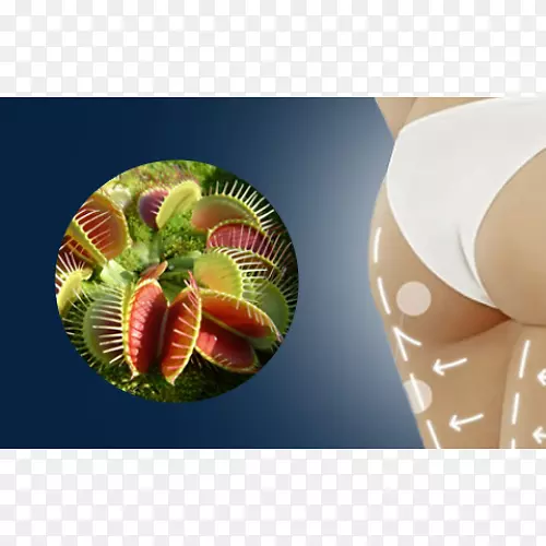 ������ǲ�ʳֲ����������-������