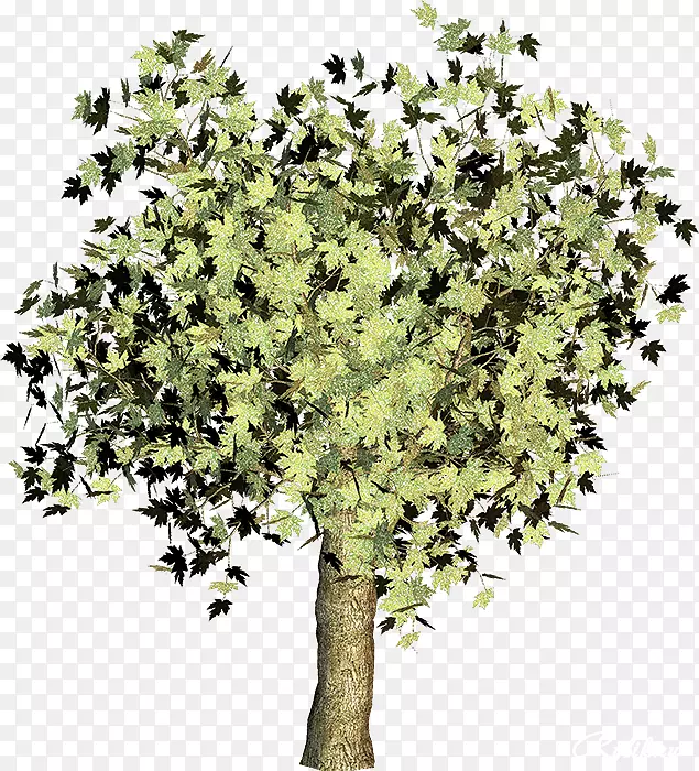 ��֦������-������