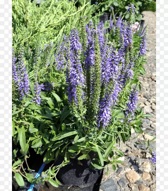 Ӣ��޹�²ݷ���޹�²���ͨ��β��-������