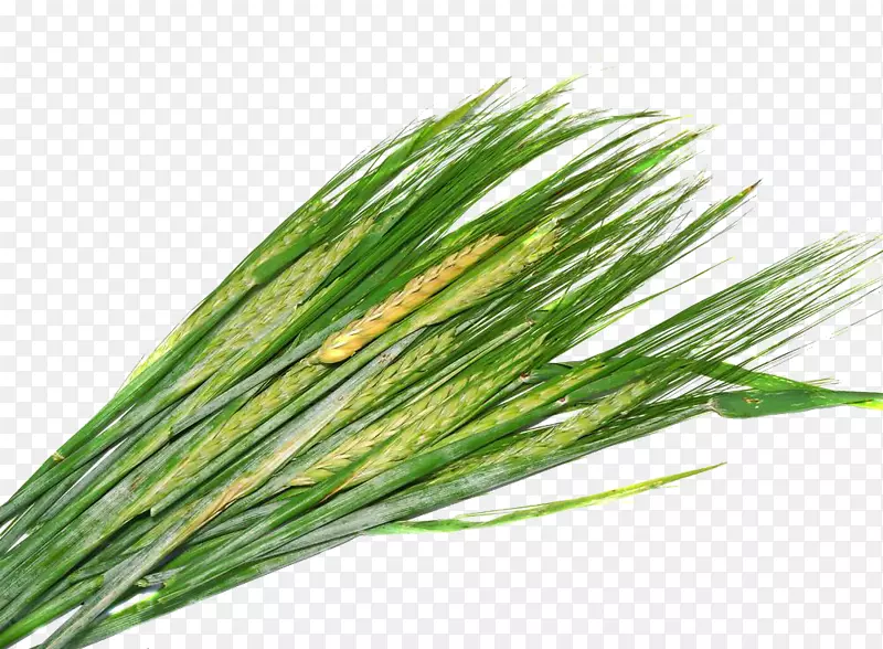 �����Ƭ��С��-������