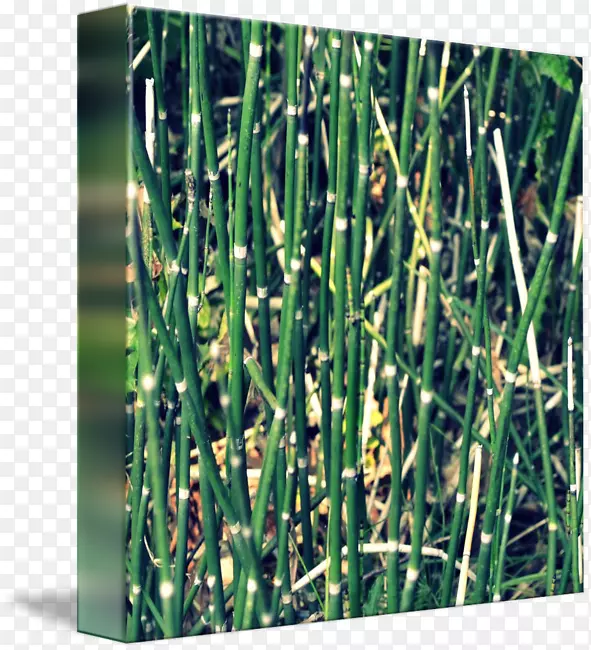 �������β��ֲ�ﾥ��-������