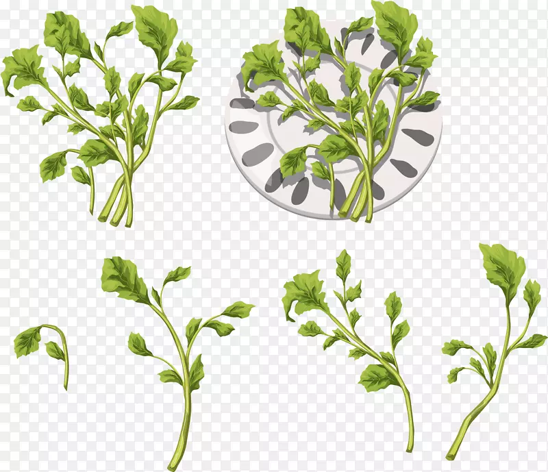 ��Ҷ�߲˱����ļ�������.�߲���ĸ��-������