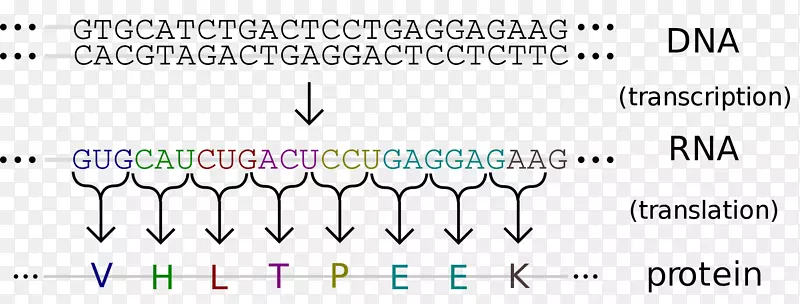 DNA RNA�Ŵ�ѧ�������в���-��Ϣ��������-������