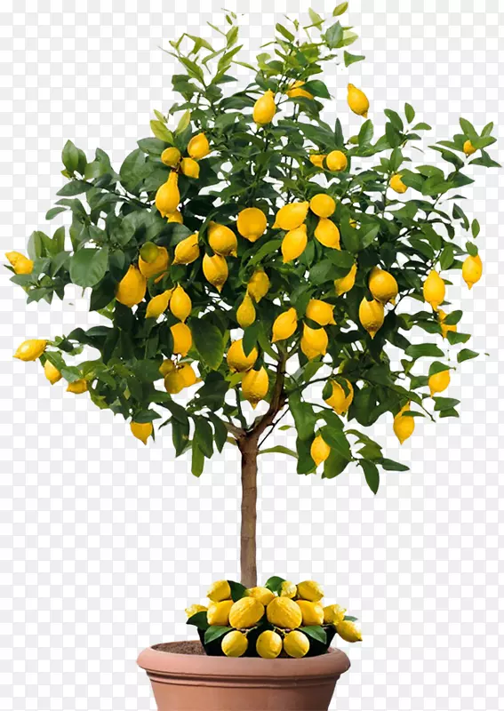 ���ʹ�ʵ�����٣����ӣ�����-������