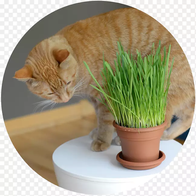 ����è��è-������