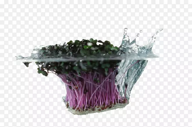 �߲�ˮ����-ʳˮ�߲�-������