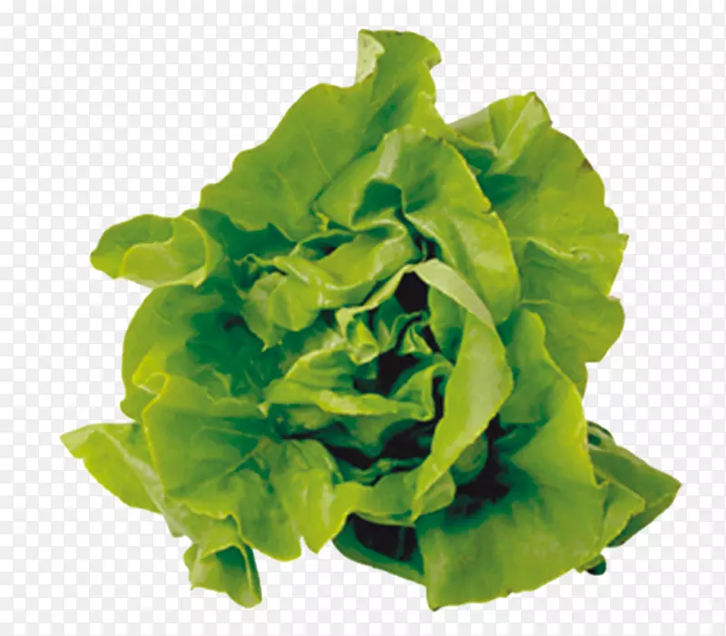 Ӫ����������ũҵ��ɫ�߲�-������