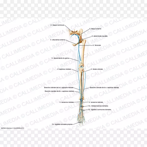 ����֦����ϵֲ�ﾥ-����-������