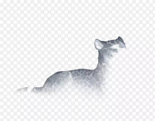 ���룬è������Ȯ�ƣ����ӣ�è-������