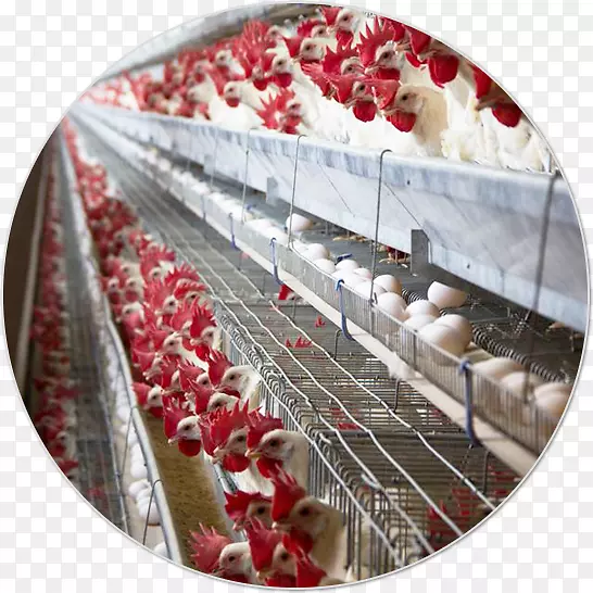 ���׵�ʥ����Ʒ����-����-������