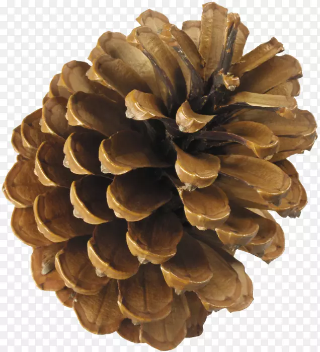 ��Ҷ׶����ɼ-������