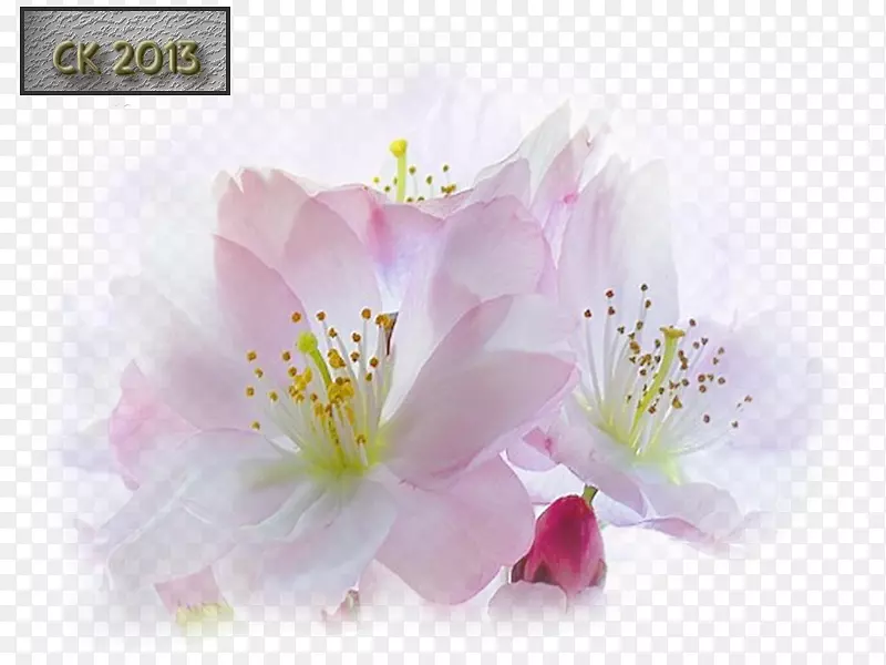 ӣ�������ֲֽ�ﻨ��ӣ��-������