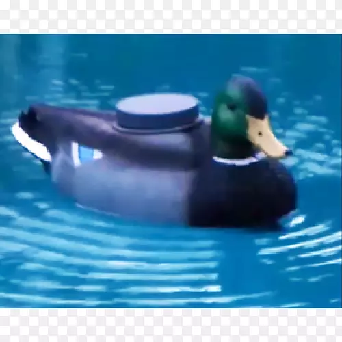 Ѽˮ������Ѽ-������