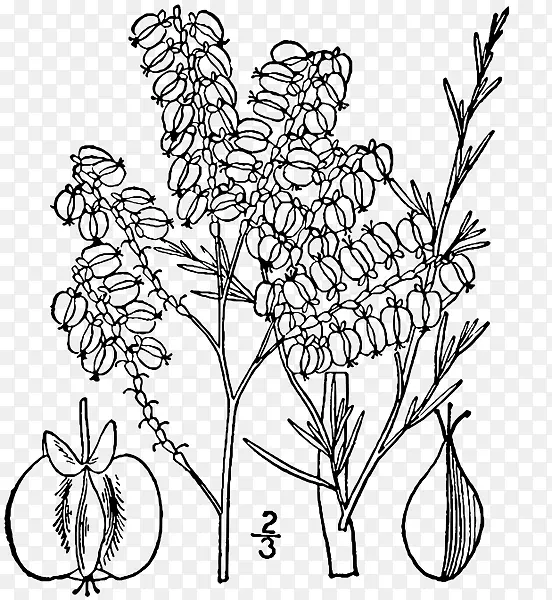 ��֦������ƿ���ֲ�ﾥҶ-������