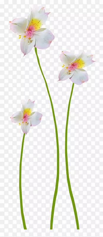 �������-����װ��ͼƬ-������