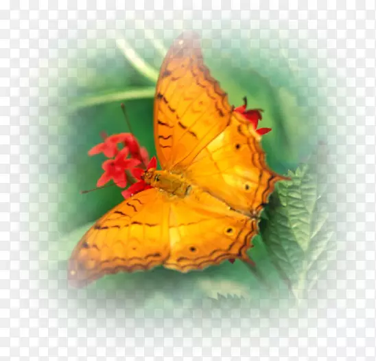 �����������������ֽ-����-������