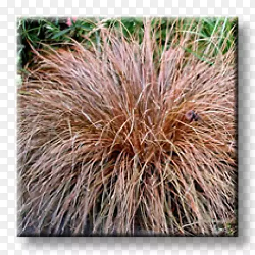 ��������ɫ��-������