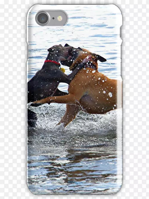 ��Ⱥ��β��-������