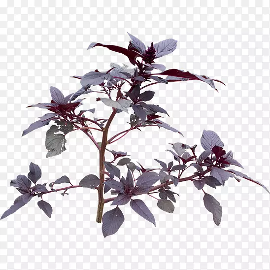 ����ֲ��-޹�²ݹ�ľ-������