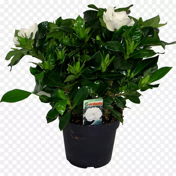 �����������ڻ�԰����ֲ��-������