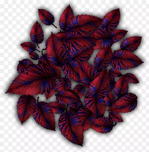 ����Ҷ�Գ�-������