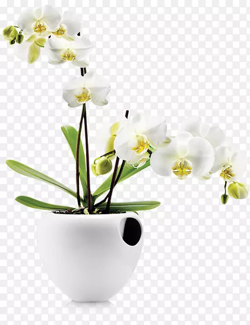 ����ֲ�ﻨ�载ˮ��-ֲ��-������