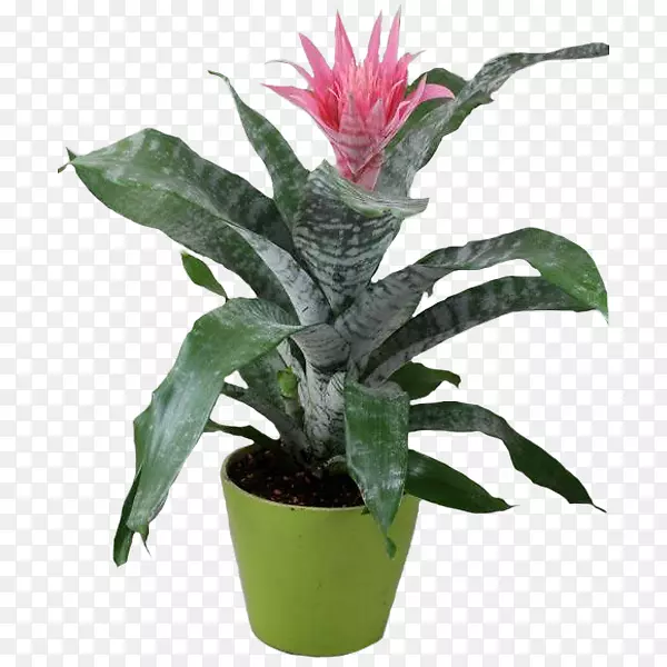 ����ֲ��Ҷֲ��-������