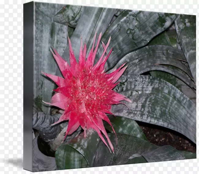 ����ֲ��-������